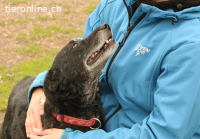 Asteriks, ein richtig feiner Kerl