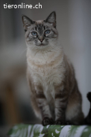 Atanea, w./kastr., geb. 10/2020