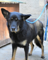 Athena - bittet um eine Chance