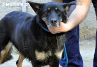 Athena - bittet um eine Chance