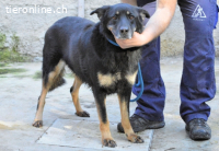 Athena - bittet um eine Chance