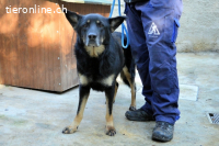 Athena - bittet um eine Chance