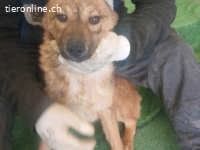 Athena -kleine Kämpferin mit einem großen Herzen