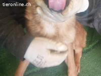 Athena -kleine Kämpferin mit einem großen Herzen