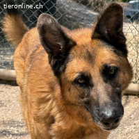 Atila – bildschöner, imposanter Schäferhund-Rüde