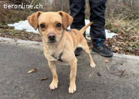 Atis – Bonyhad