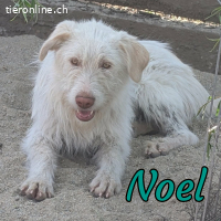 Aufgeschlossene Noel sucht ihre Weggefährten