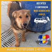 Aurelia ein kleiner Notfall- sie leidet in Tierheim