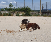 ava die leider immer übersehen wird