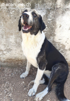 ava die leider immer übersehen wird