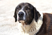 ava die leider immer übersehen wird