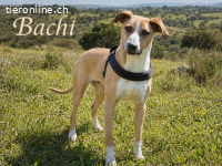 Bachi, ein Freund fürs Leben