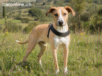 Bachi, ein Freund fürs Leben