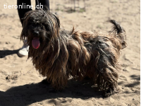 Bacio-2, Charakterhund sucht sein Zuhause