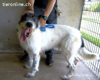 Bahul - Leider, leider, leider....