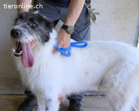 Bahul - Leider, leider, leider....