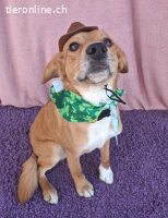 Baileys, Mischling, Rüde, geb. am 05.01.2025, 44 cm, 15 kg