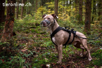 Bailys - unser lebensfroher Hundeschönling