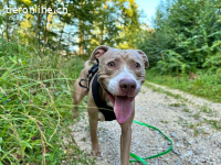 Bailys - unser lebensfroher Hundeschönling