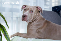 Bailys - unser lebensfroher Hundeschönling