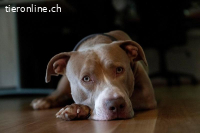 Bailys - unser lebensfroher Hundeschönling
