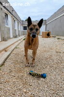 Baks (11 Jahre) möchte seinen Ruhestand bei dir antreten