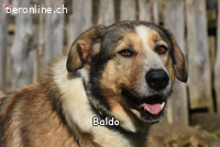 BALDO