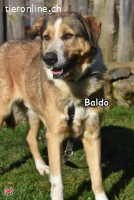 BALDO