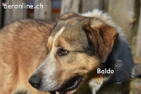 BALDO