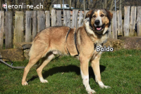 BALDO