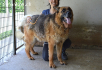 Baley - Groß, größer, Baley