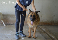 Baley - Groß, größer, Baley