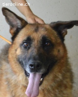 Baley - Groß, größer, Baley