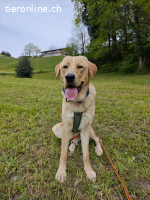 Bali der sanfte Riese sucht ein zuhause