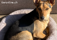 Bambi – vorsichtiges Herz auf leisen Pfoten
