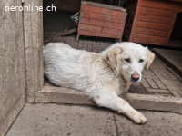 Bambo sucht ein liebevolles Zuhause