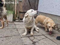 Bambo sucht ein liebevolles Zuhause