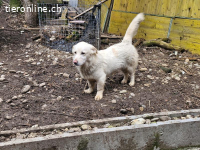 Bambo sucht ein liebevolles Zuhause