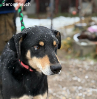 Bandi-7, bezaubernder Vierbeiner
