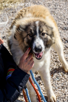 Bandon (1 Jahr) liebt es zu kuscheln