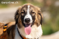 Bandon (ca. 1 Jahr) sucht sein großes Glück