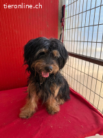 Banjo, Wuschel-Mix, Rüde, geb. am 15.04.2024, 38 cm, 9,5 kg