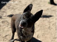 Bashiro, aufgestellter Bursche