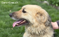 Baylee sucht ein Zuhause