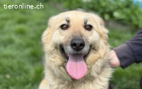 Baylee sucht ein Zuhause