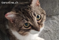 Bea, w./kastr., geb. ca. 2022, sucht eine Chance