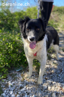 Bella (3-4 Jahre)  der Name ist Programm