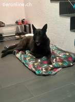 BELLA – BEREIT FÜR EIN NEUES LEBEN AN DEINER SEITE