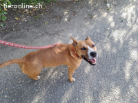 BELLA, bezaubernde Mixhündin,ca. 2J.,Handicap*Gnadenplatz*