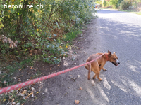 BELLA, bezaubernde Mixhündin,ca. 2J.,Handicap*Gnadenplatz*